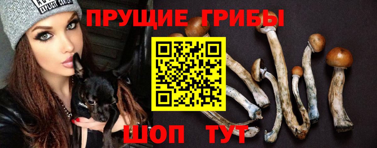 Галлюциногенные грибы Psilocybe Лесозаводск